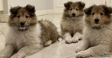 Rough Collie dogs - Advert 6