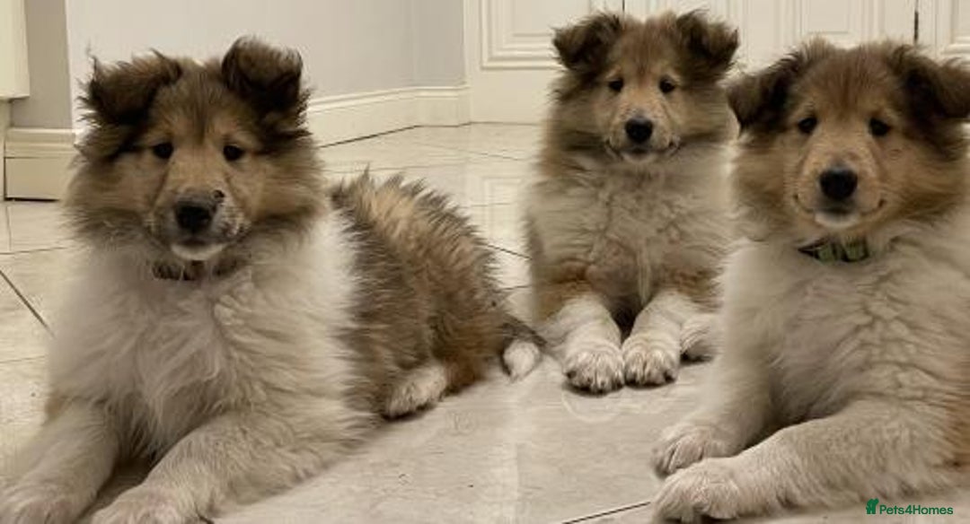 Rough Collie dogs for sale: STUNNING HEALTH CHECKED ROUGH COLLIES - Image 2
