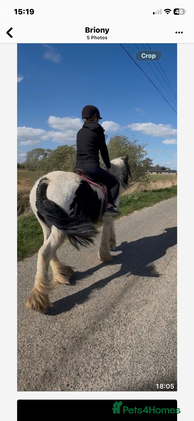 Other Breed horses Beautiful Bow Ready For New Home  - Advert 2