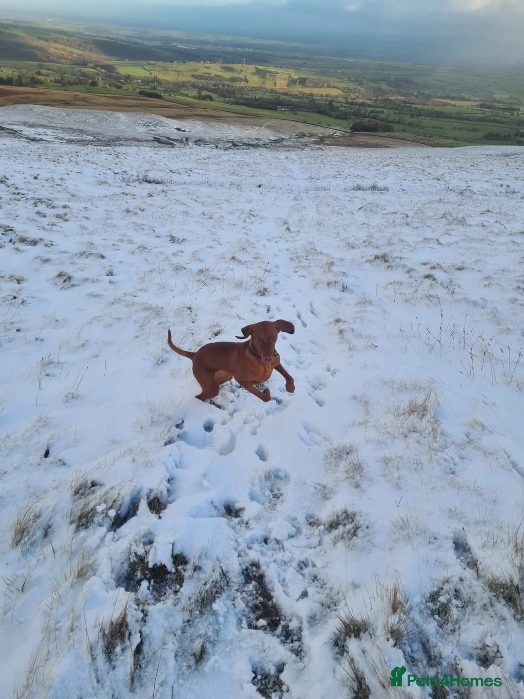 Hungarian Vizsla dogs for sale: Male Hungarian vizla - Advert 5