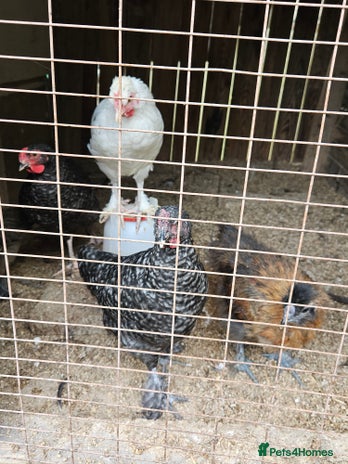 Chickens poultry - Advert 8