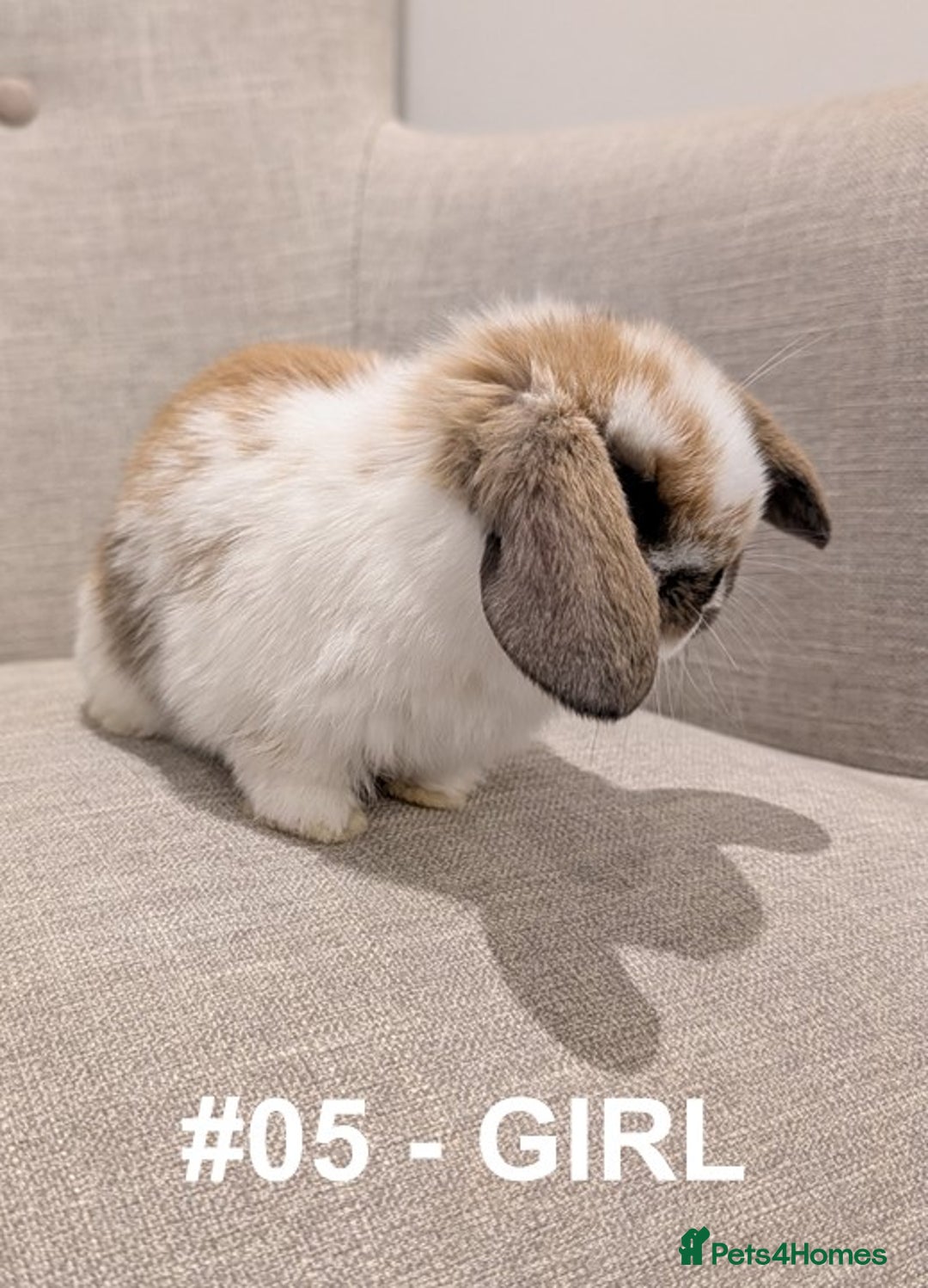 Mini Lop rabbits for sale: Exceptional Mini-Lops. Collect from: 15th January - Advert 19