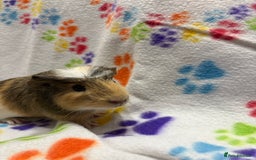 Guinea Pig rodents for sale: Guinea pigs for sale  - Image 2