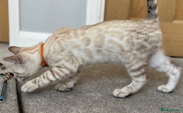 Bengal cats - Advert 13