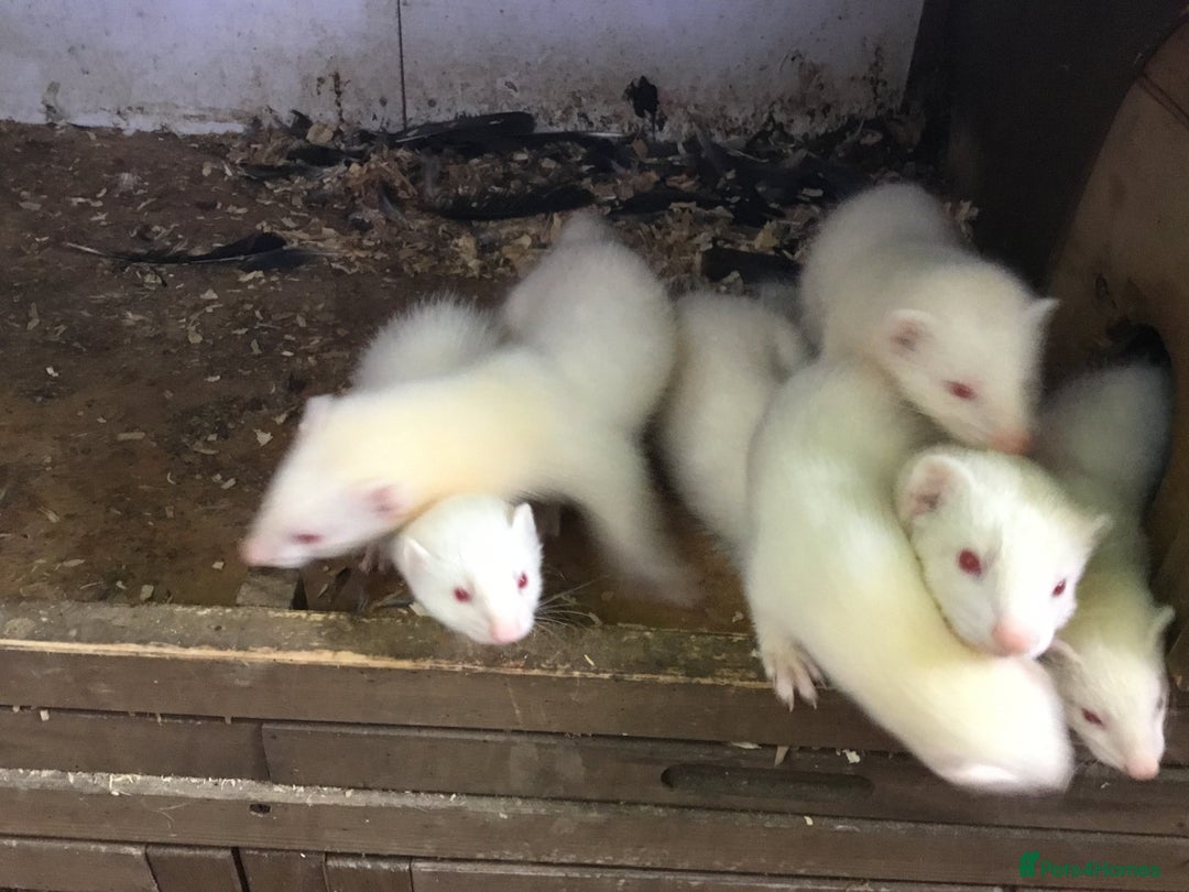 Ferret rodents for sale: Ferrets For Sale  - Image 15