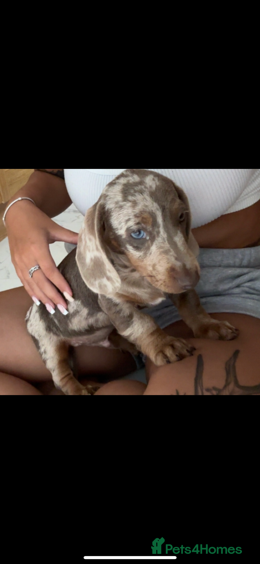 Miniature Dachshund dogs for sale: 12 week old Male Miniature Dachshund - Image 4