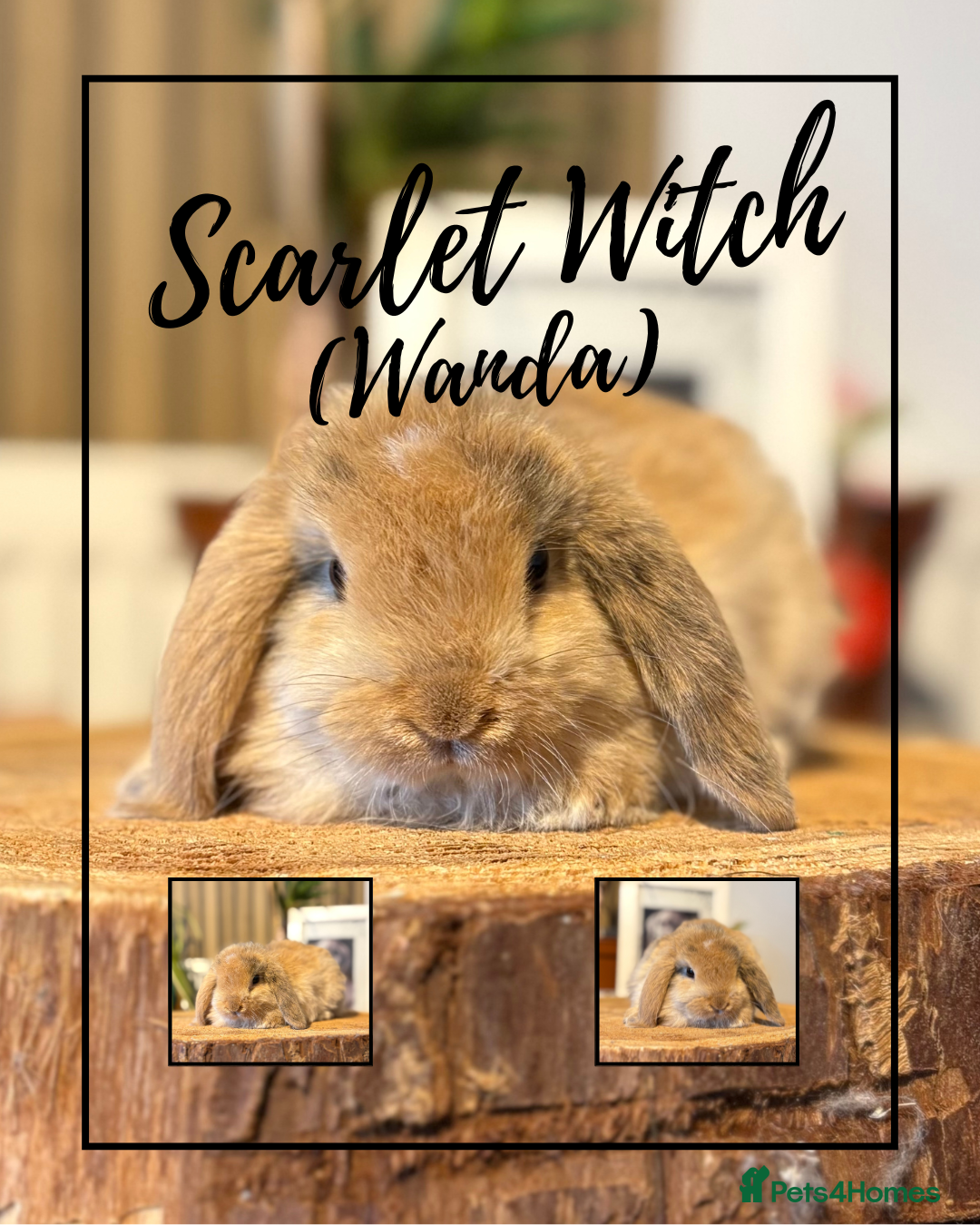 Mini Lop rabbits for sale: Mini Lop Girls looking for loving homes - Advert 3