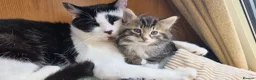Mixed Breed cats for sale: Three little kittens  - Advert 18