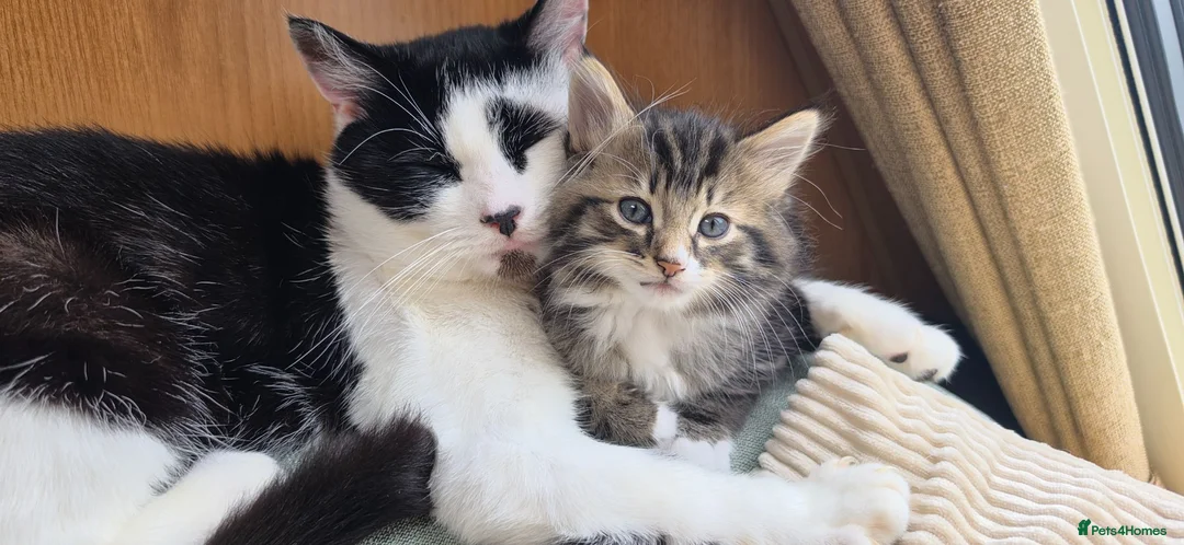Mixed Breed cats for sale: Three little kittens  - Advert 18