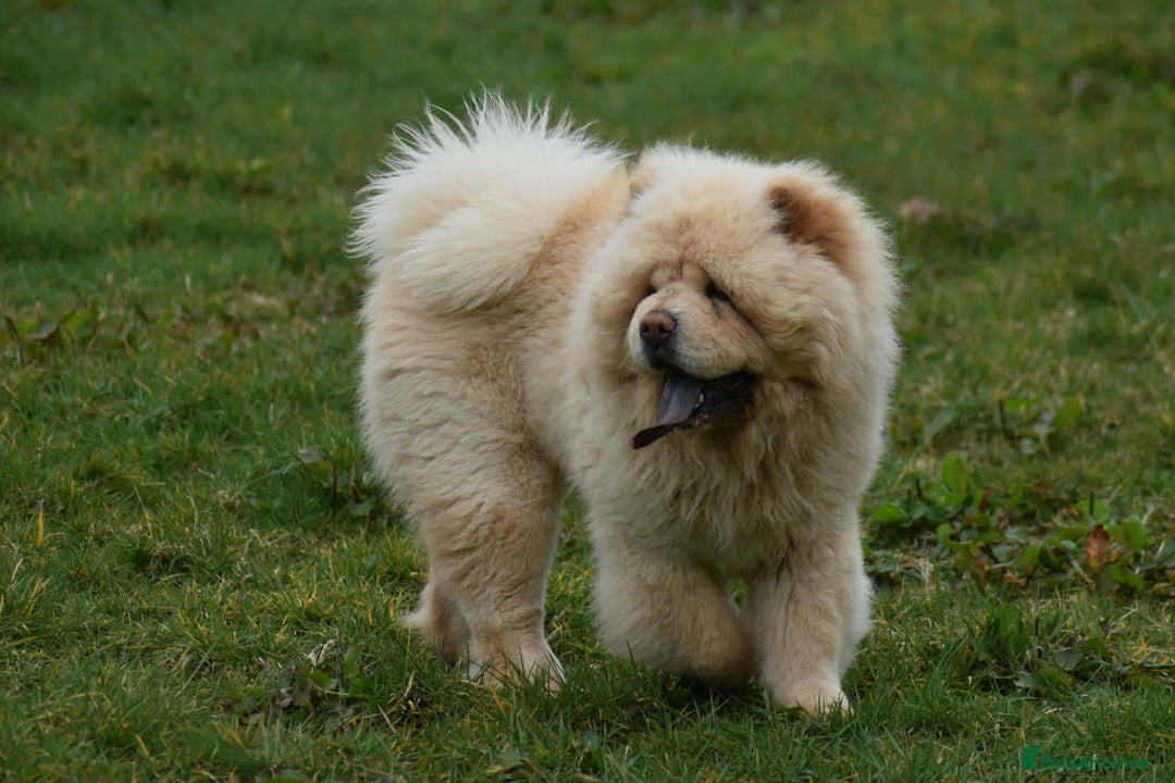Chow Chow dogs for stud: Stunning Pale Cream boy offered at Stud - Advert 3