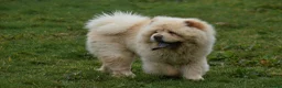 Chow Chow dogs for stud: Stunning Pale Cream boy offered at Stud - Advert 3