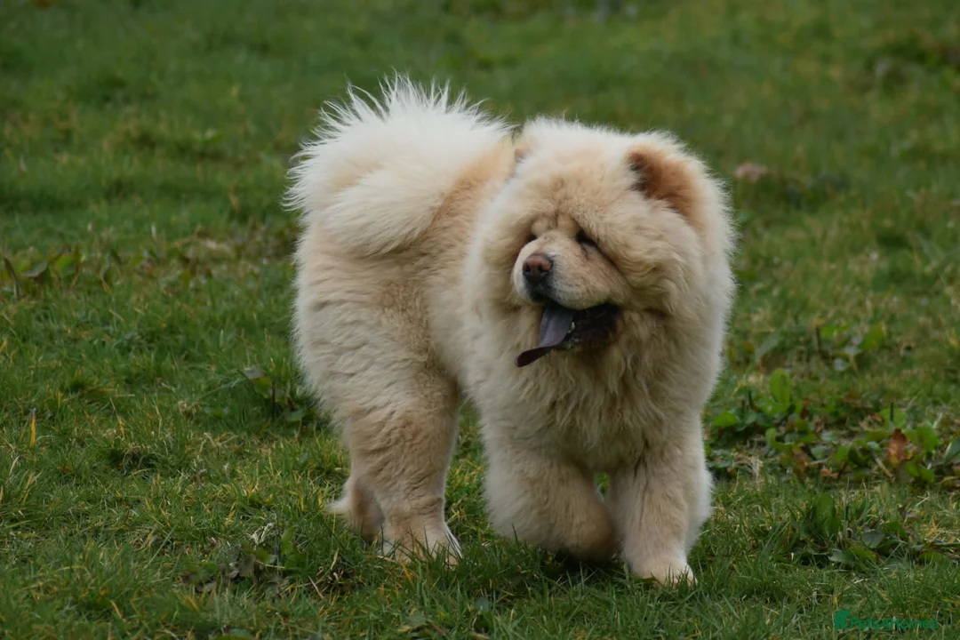 Chow Chow dogs for stud: Stunning Pale Cream boy offered at Stud - Advert 3