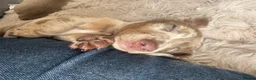 Dachshund dogs for sale: Dachshunds puppies - Advert 13