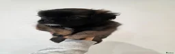 Shih Tzu dogs for sale: 6 mixed shitzu puppies  in Bridgend - Advert 16