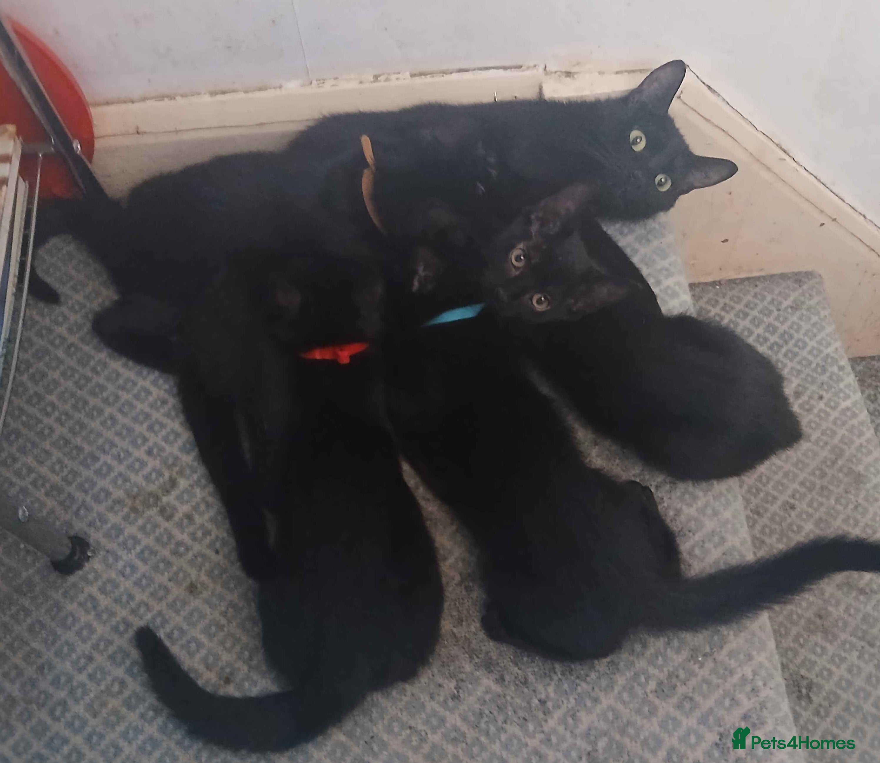 Mixed Breed cats Last Female Kitten Looking for a Loving Home - Advert 2