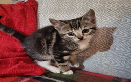 Domestic Shorthair cats for sale: 4 playful kittens ready for new homes  - Image 1
