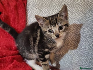 Domestic Shorthair cats for sale - Advert 1
