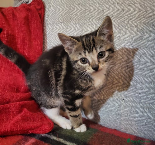 Domestic Shorthair cats - Advert 7