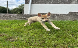 Saarloos Wolfdog dogs for sale: Rare Wolfdog Pups - Socialised & Highly Trainable - Image 36