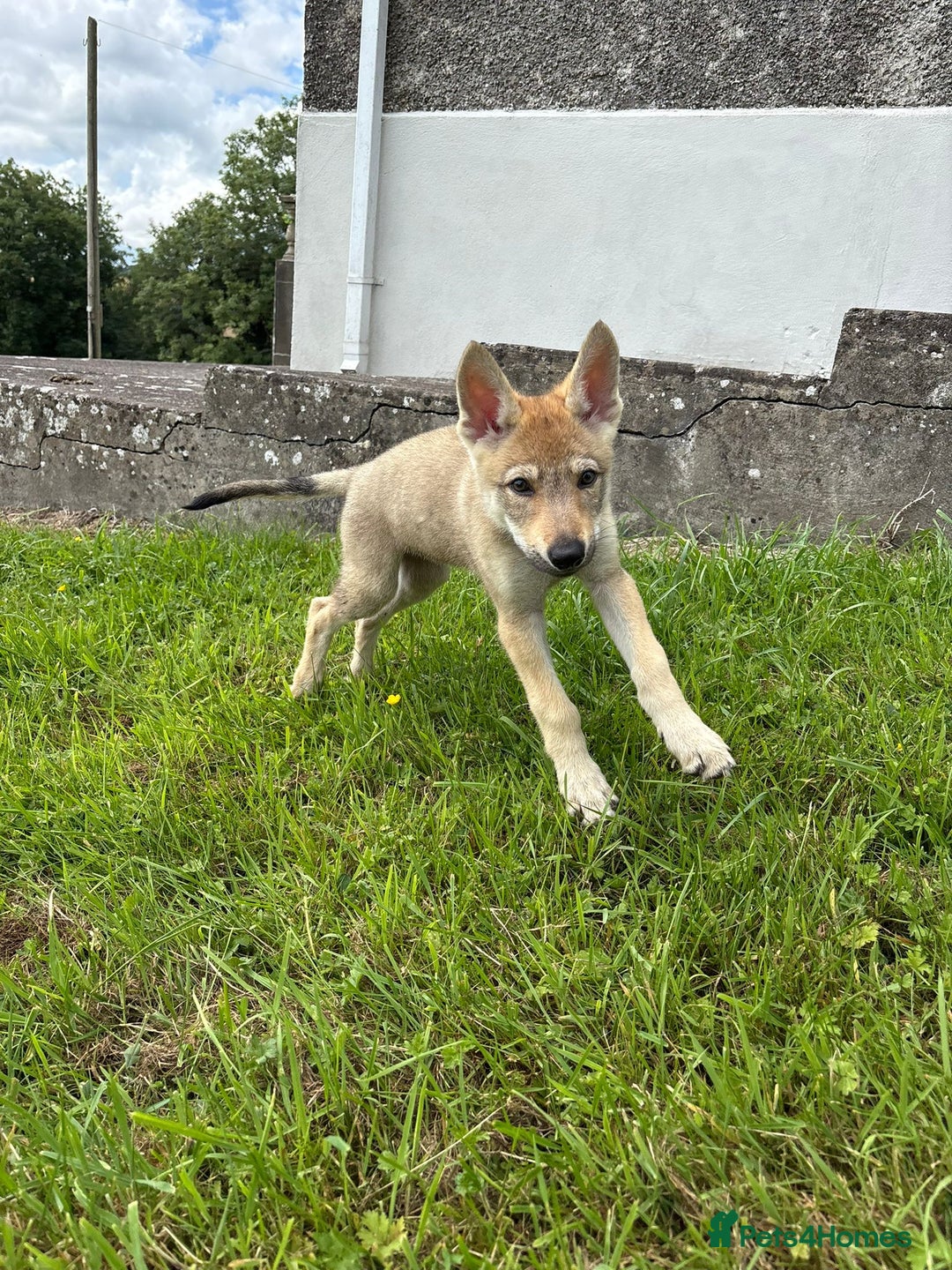 Saarloos Wolfdog dogs for sale: Rare Wolfdog Pups - Socialised & Highly Trainable - Image 36