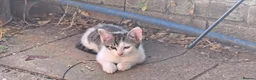 Balinese cats for sale: Balinese mix ready on Friday  - Advert 6