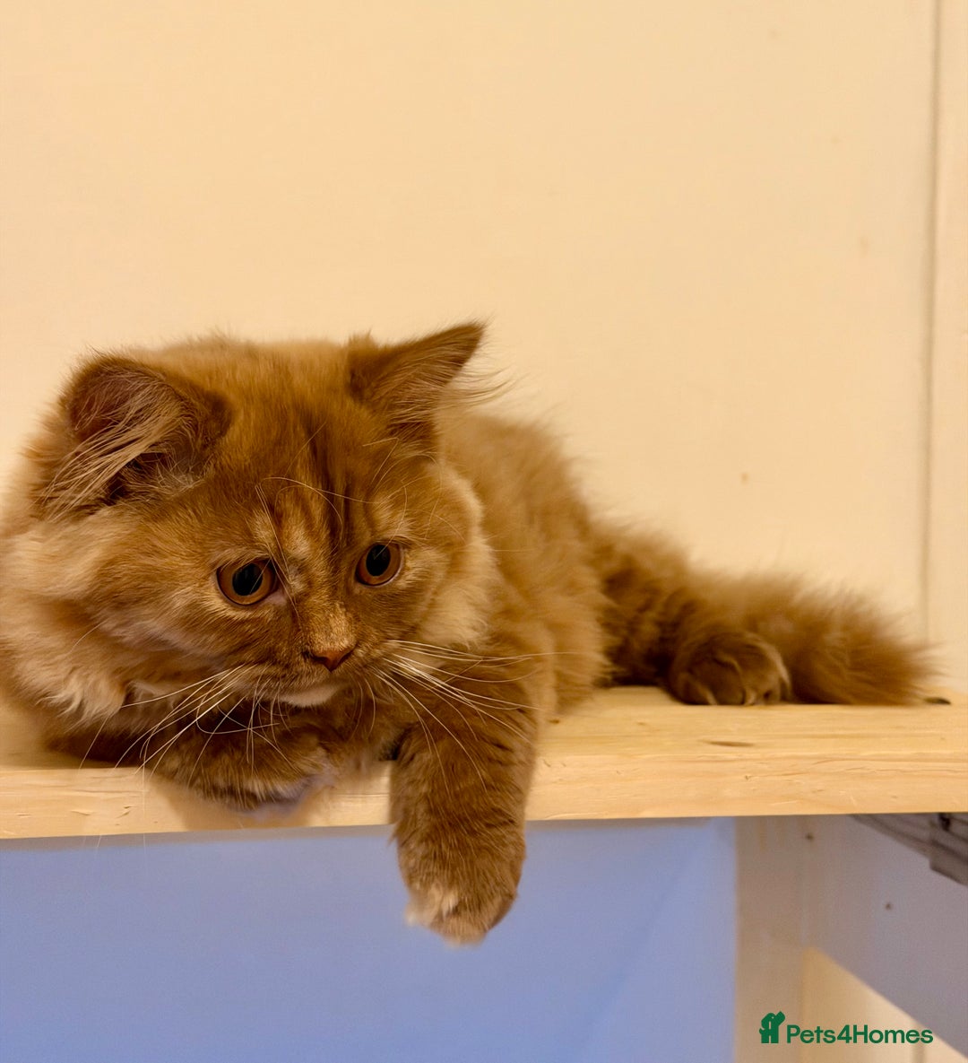 British Longhair cats for sale: Champion line kittens with excellent pedigrees - Advert 1