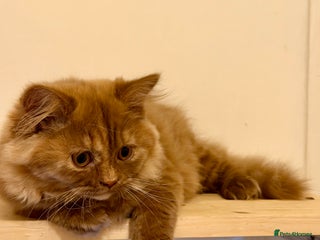 British Longhair cats Champion line kittens with excellent pedigrees - Advert 14