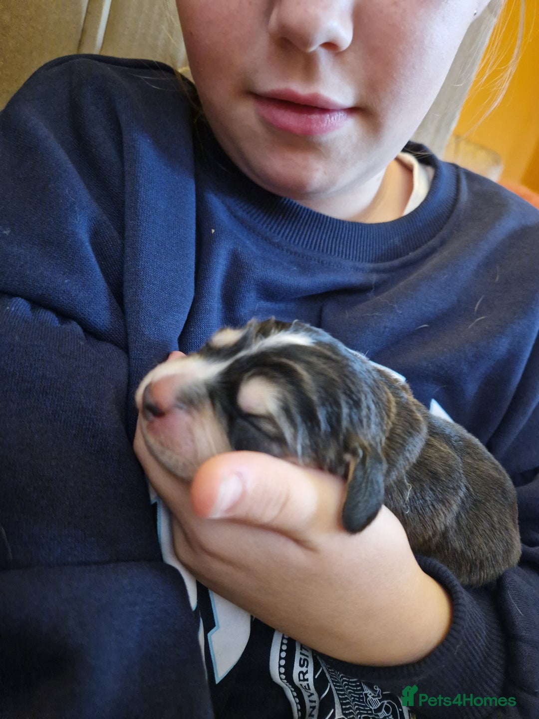 Cockerdor dogs for sale: Stunning Tri-coloured Cockerdors - Image 18