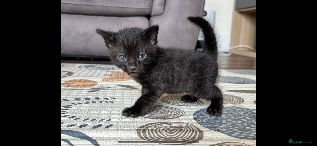 Bengal cats for sale: 4 Rare Tica Registered Bengal Kittens - Image 23