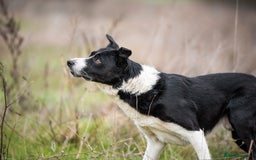 Border Collie dogs for stud: Black and white border collie for stud - Image 1