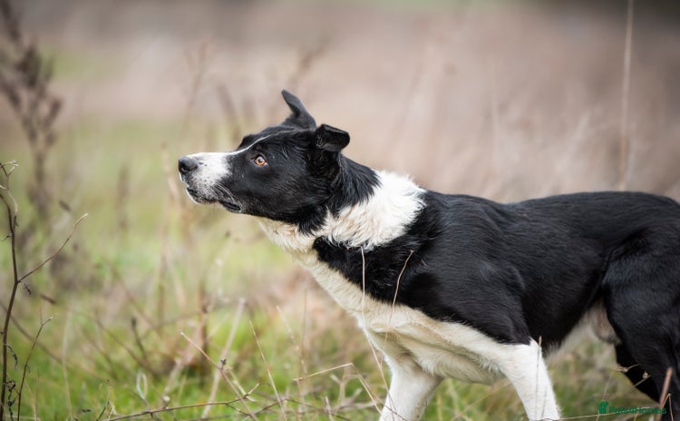 Border Collie dogs - Advert 1