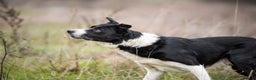 Border Collie dogs for stud: Black and white border collie for stud - Advert 1