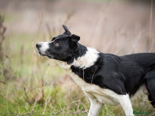 Border Collie dogs - Advert 6
