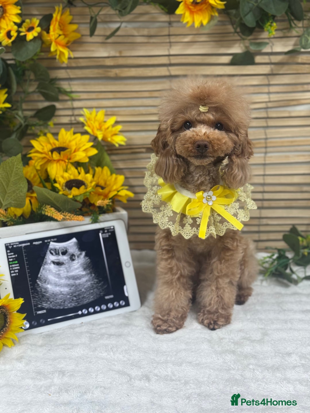 Toy Poodle dogs for sale: 🍇🐩 Last Girl Available 🐩🍇 - KC Toy Poodles 🐩✨ - Image 11