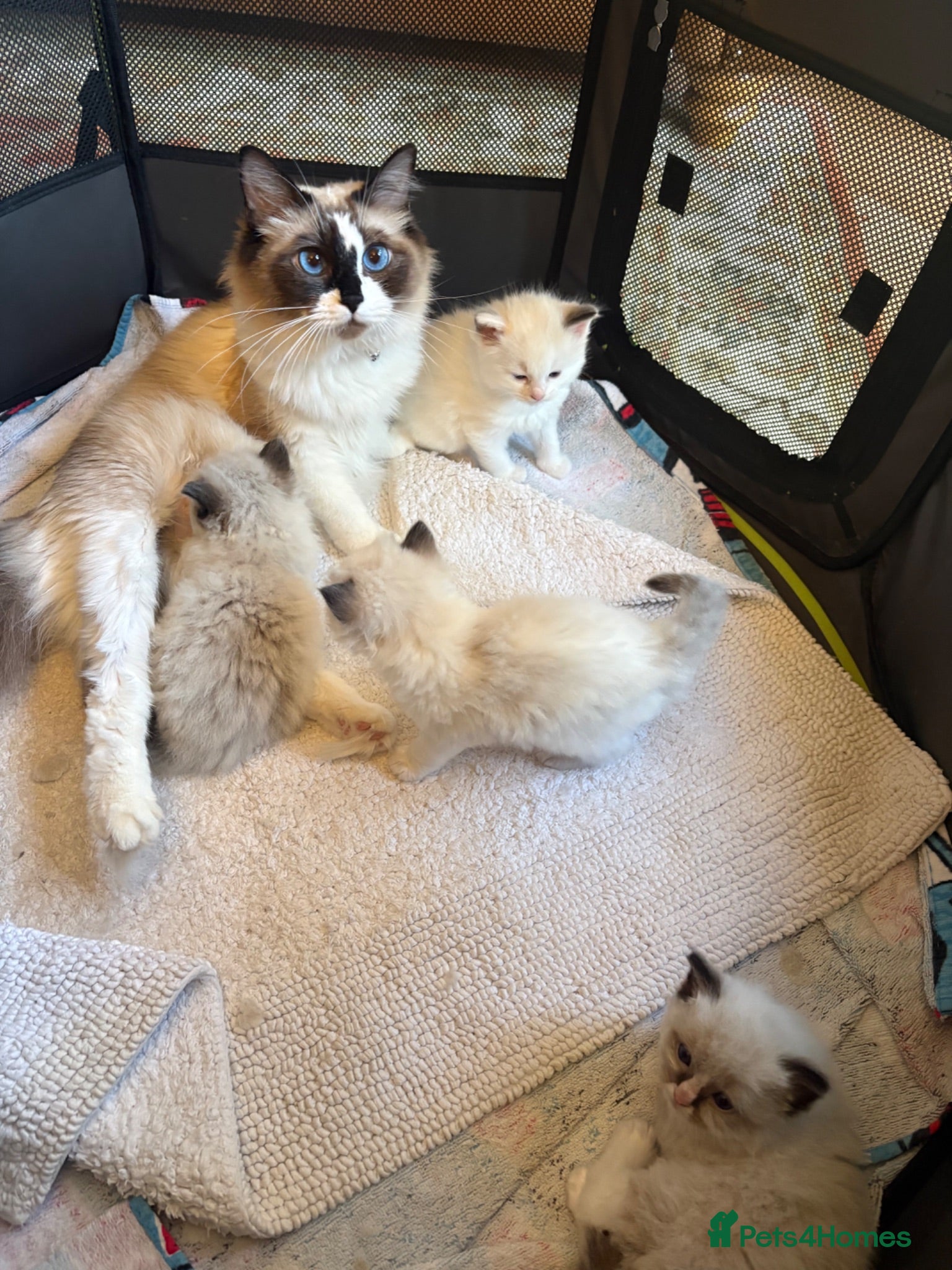 Ragdoll cats 💙 Four Beautiful Pure Ragdoll Kittens for Sale - Advert 1