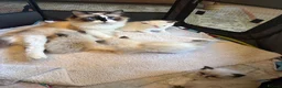 Ragdoll cats for sale: 💙 3 Left! Beautiful Ragdoll Kittens for Sale - Advert 14