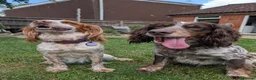 Cocker Spaniel dogs for sale: 3 female Cocker Spaniels  in Maidenhead - Advert 23