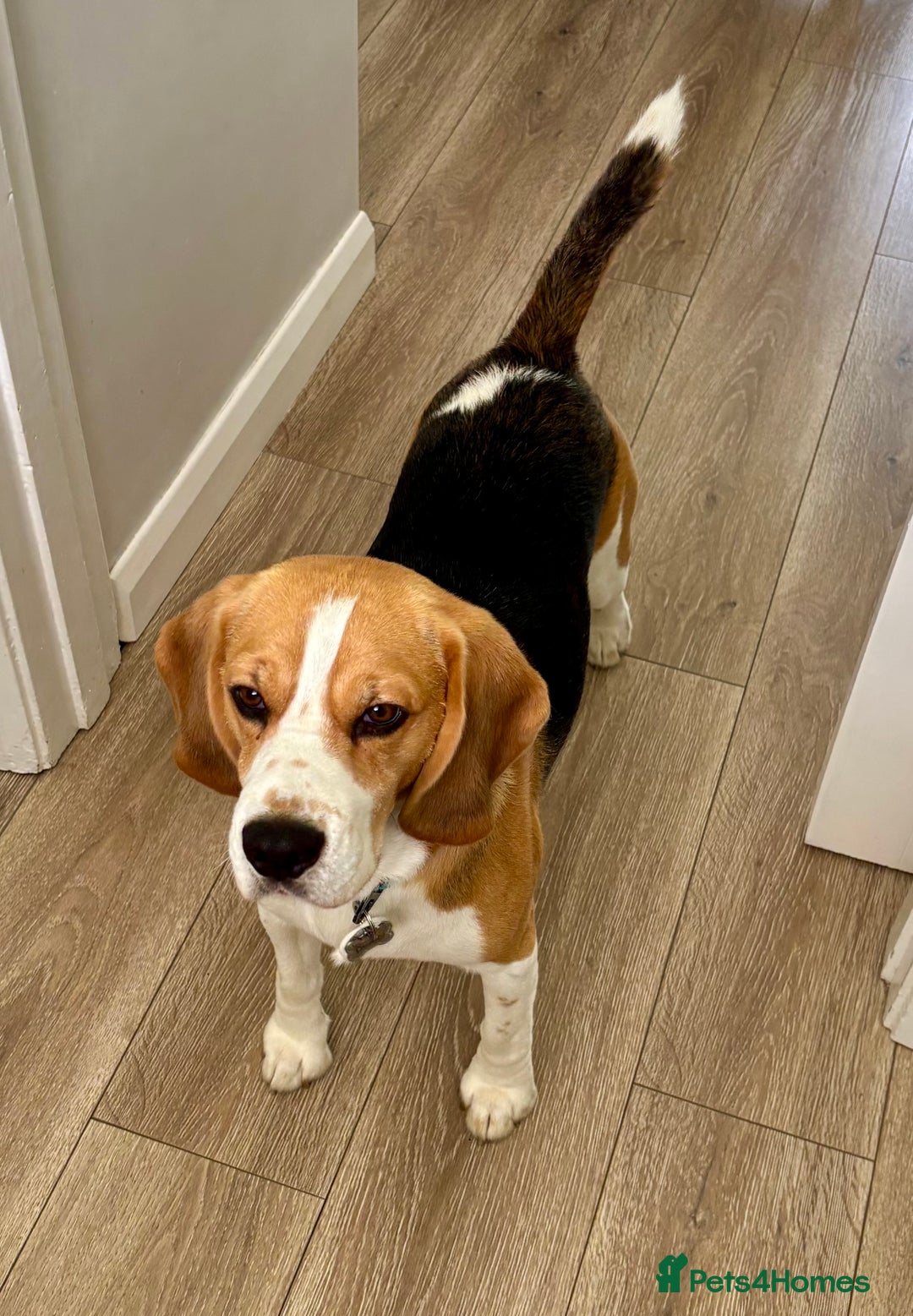 Beagle dogs for sale: Buddy boy  - Advert 2