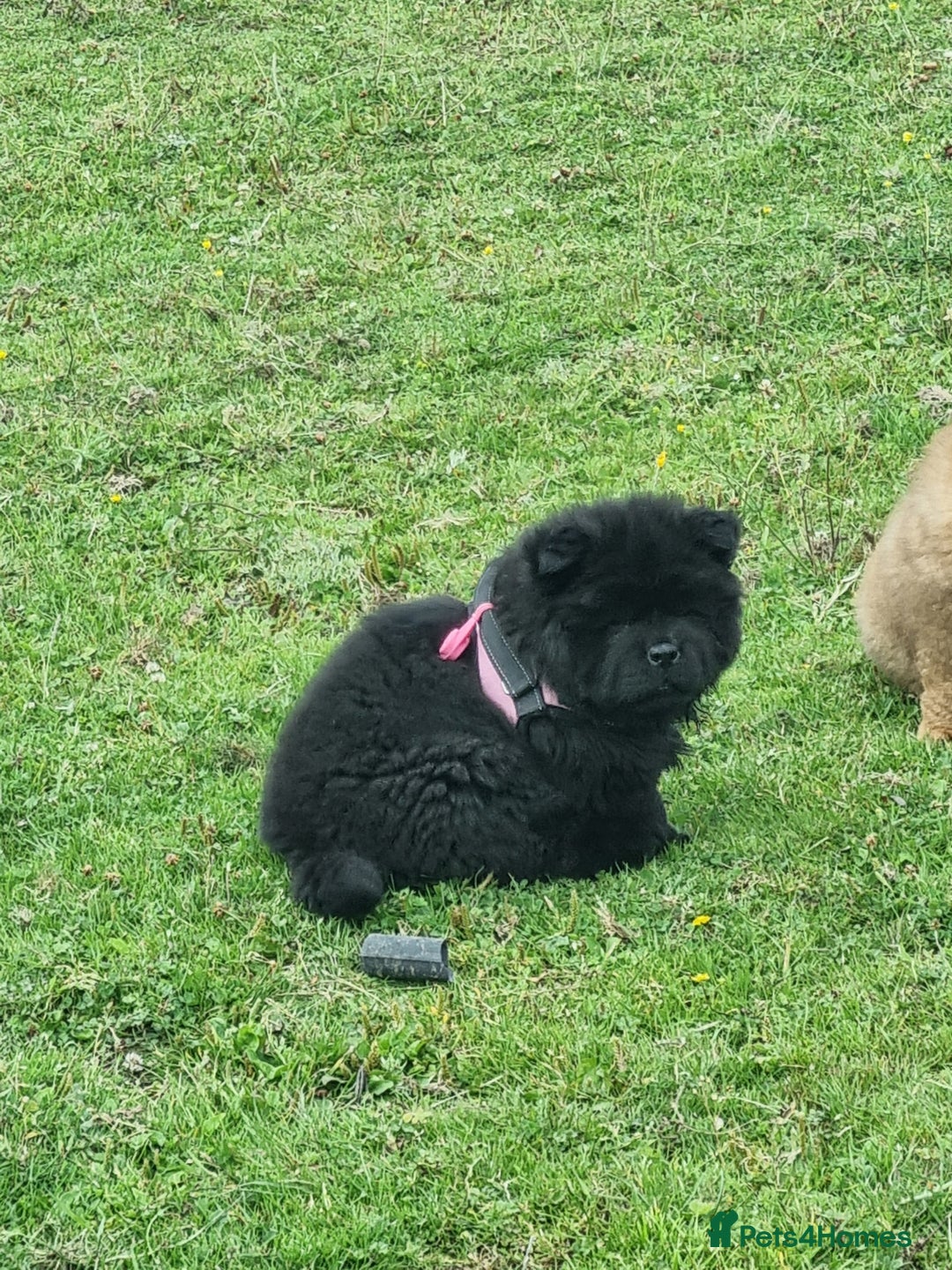 Chow Chow dogs for sale: KC uk registered chow chow puppies  - Image 4