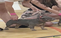 French Bulldog dogs for sale: Micro Frenchie Puppies – KC Registered - Image 26