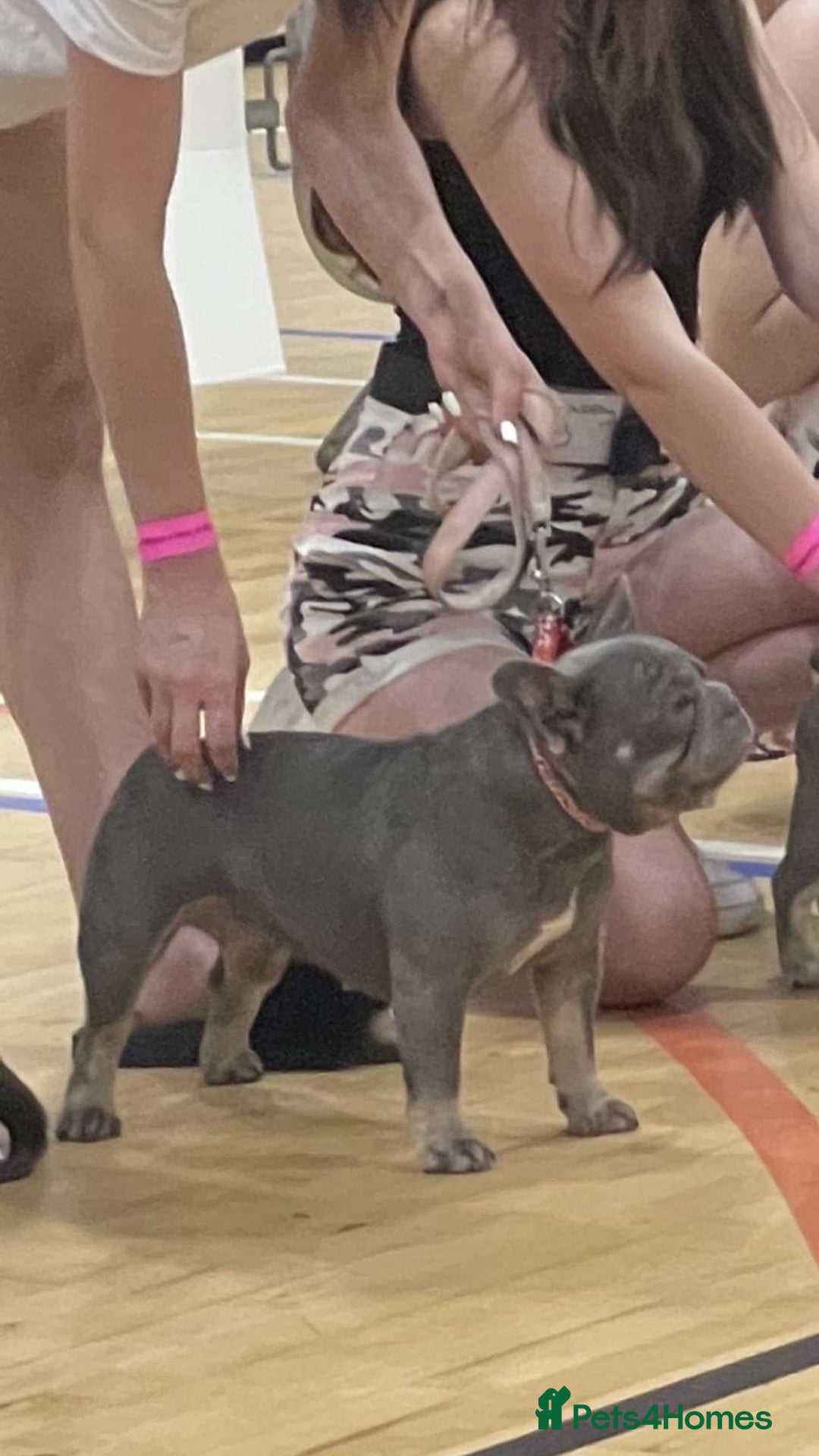 French Bulldog dogs for sale: Micro Frenchie Puppies – KC Registered - Image 26