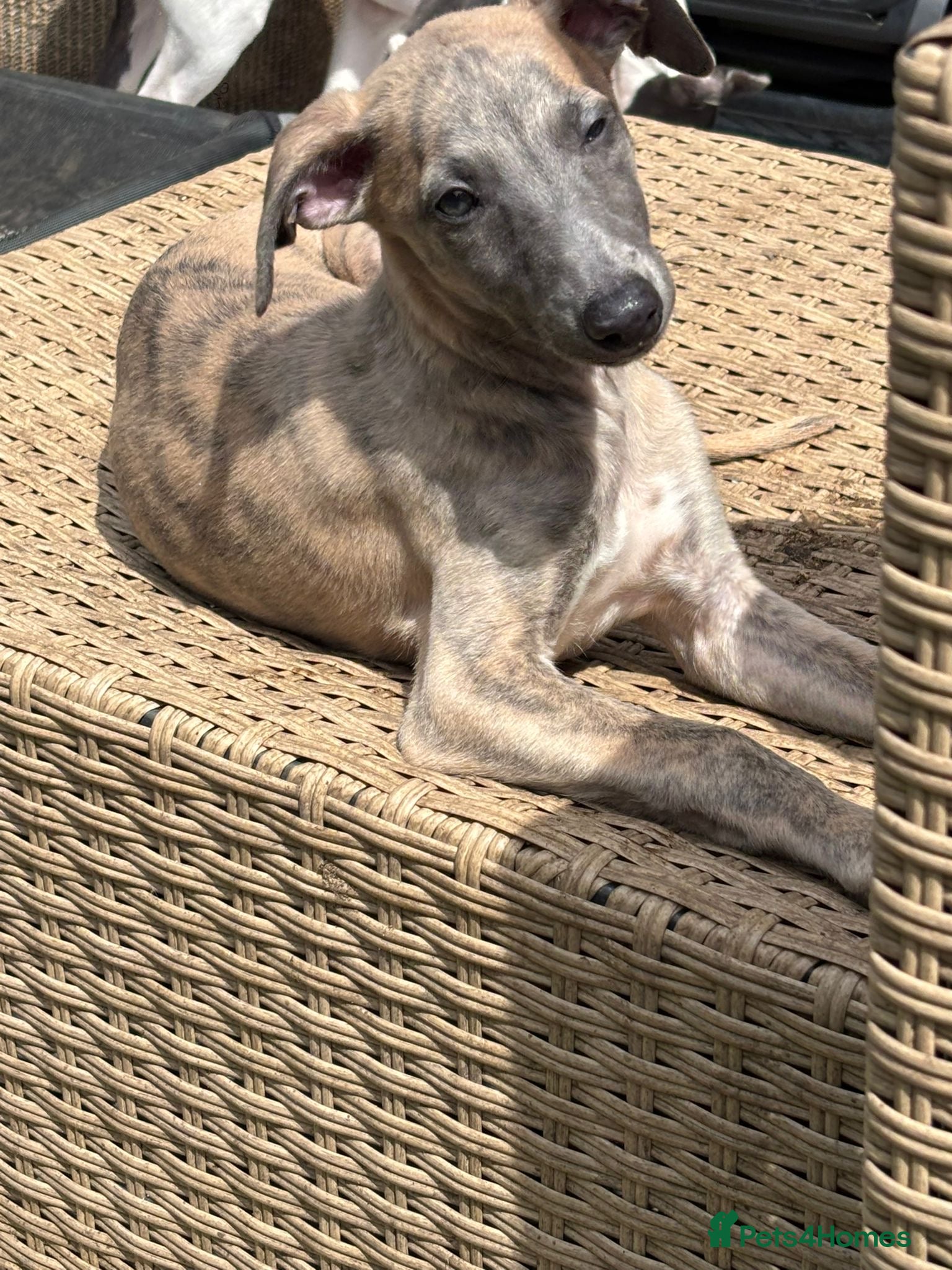 Whippet dogs 2 beautiful boy whippets  - Advert 7
