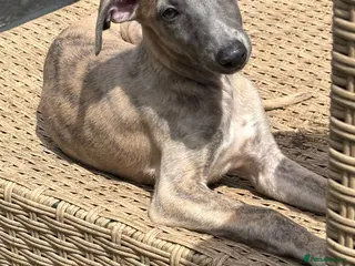 Whippet dogs 2 beautiful boy whippets - Advert 7