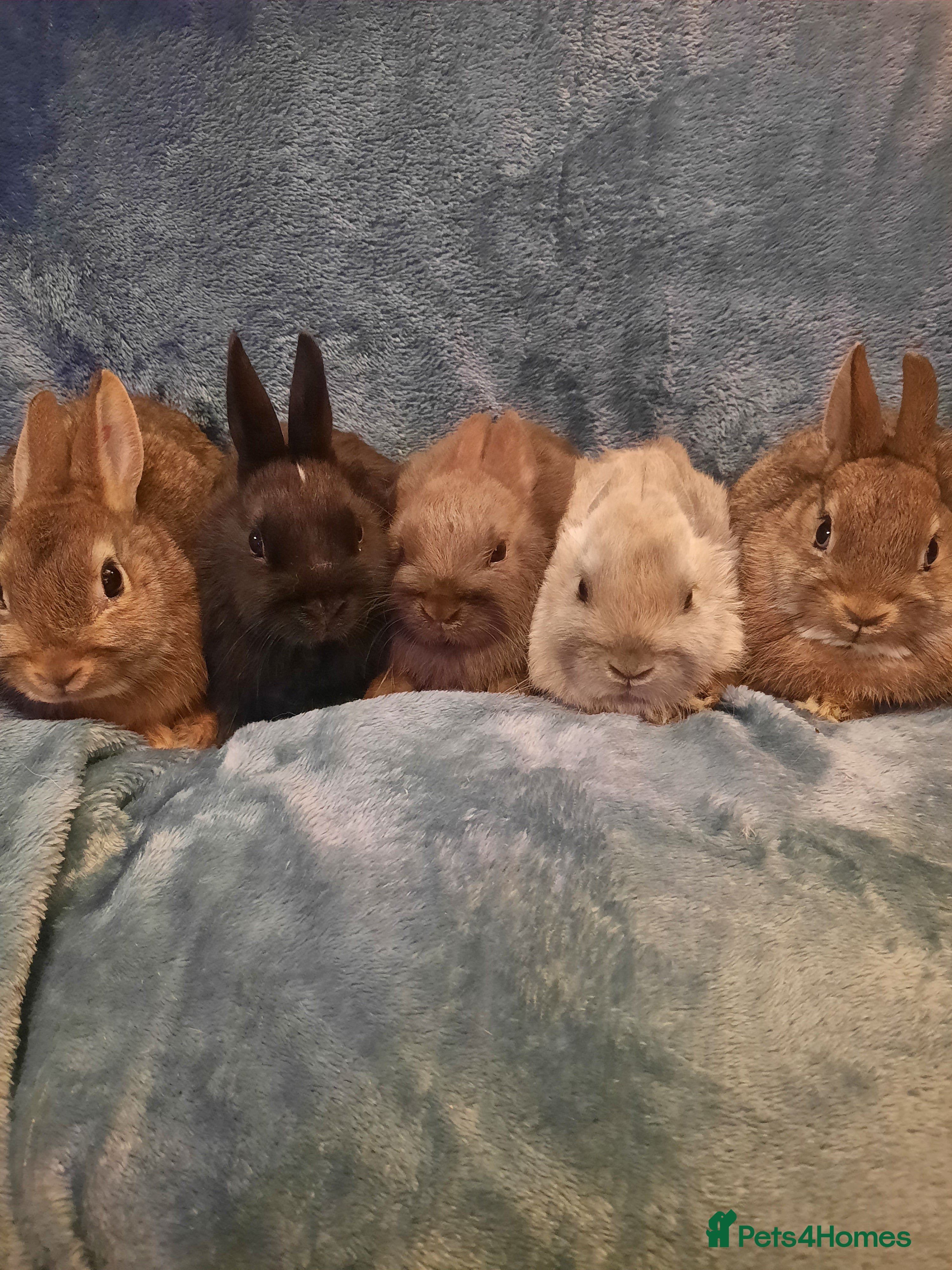 Netherland Dwarf rabbits Five Litters Of Netherland Dwarf Babies - Advert 1