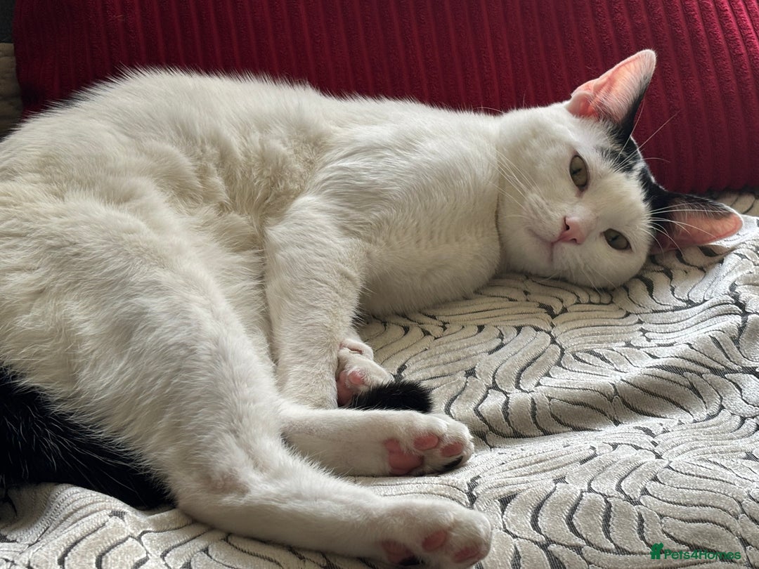 Domestic Shorthair cats for sale: Kitten for sale - Image 1