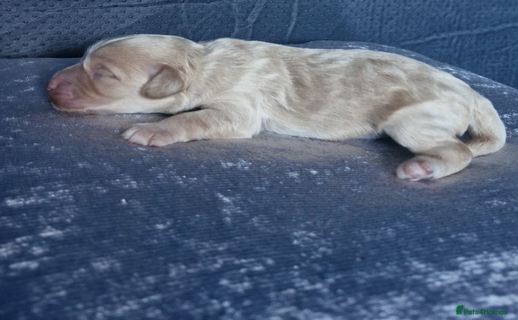 Cockapoo dogs - Advert 1