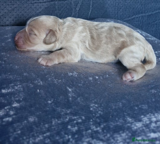 Cockapoo dogs - Advert 6