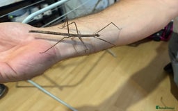 Stick Insects invertebrates for sale: Annam Stick insects - mixed sizes  - Image 7