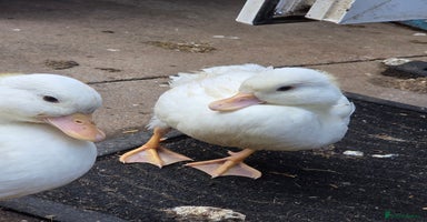 Ducks poultry - Advert 7