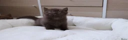 British Shorthair cats for sale: Chocolate Champion bloodline BSH - Advert 23